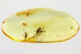 Detailed Fossil True Midge Swarm (Chironomidae) In Baltic Amber #346680-1